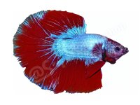 Schlüsselanhänger: Betta splendens...