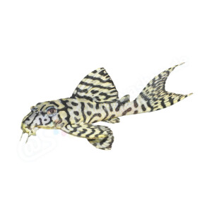 Kühlschrankmagnete: Hypancistrus sp. (L 236)...