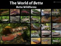 Poster: The World of Betta - Betta Wildforms, groß