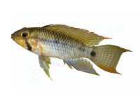 Kühlschrankmagnete: Apistogramma steindachneri,...