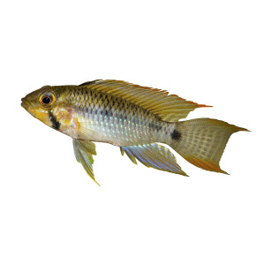 Kühlschrankmagnete: Apistogramma steindachneri,...