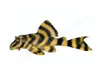 Aufkleber: Peckoltia sp. (L 295), groß