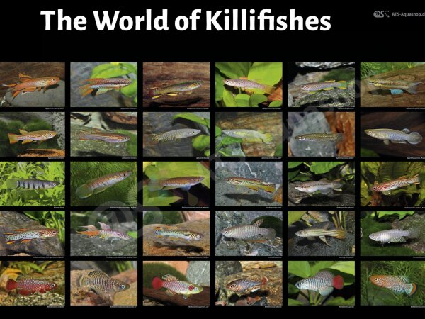 Poster: The World of Killifishes, groß