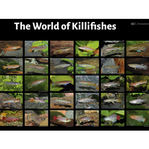 Poster: The World of Killifishes, groß