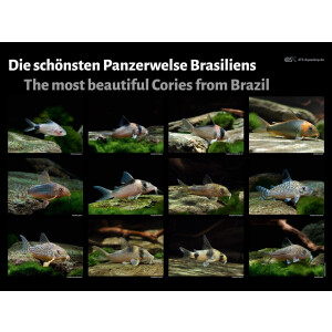 Poster: Die schönsten Panzerwelse Brasiliens,...